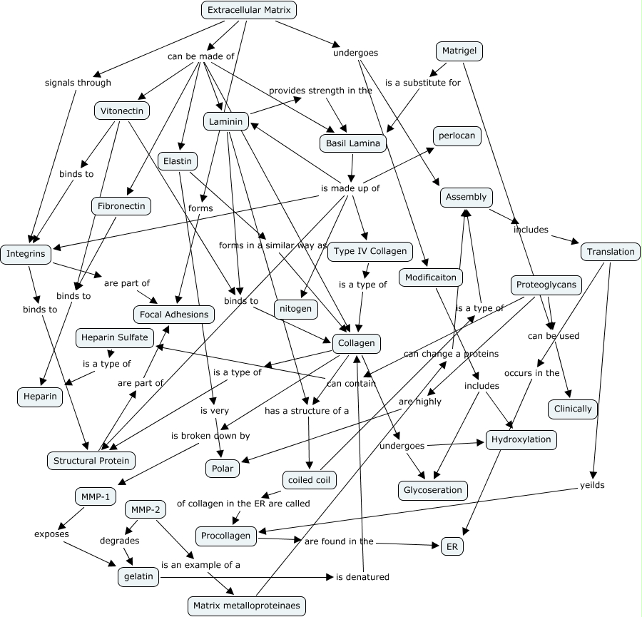 5-ecm-concept-map-what-are-the-features-of-the-extracellular-matrix